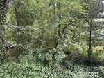 Dense foliage and undergrowth fill the scene, with various green plants, vines, and trees. A small section of a house at 00 Pheasant Lane in Henderson, with teal siding, is partially visible on the right side in the background.