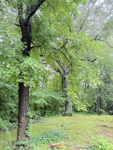 A wooded area with tall trees, dense green foliage, and a patch of grassy ground. The setting appears natural and slightly overgrown, with sunlight filtering through the leaves.
