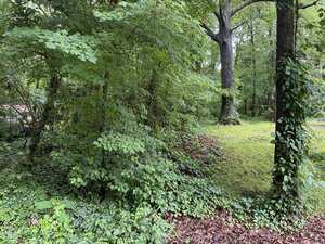 A wooded area near Henderson, with dense green foliage, ivy-covered ground, and large trees. Sunlight filters through the leaves at 00 Thomas Street, casting highlights on patches of grass and fallen leaves on the forest floor.