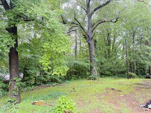 A grassy, partially cleared lot bordered by tall trees and dense green foliage, with patches of bare soil and scattered plants. Power lines run horizontally through the background.