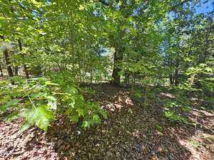 A sunlit forest scene with green leaves on trees and shrubs, a dense canopy, and a ground covered in dry, brown leaves. Sunlight filters through the foliage, creating patches of light and shadow.