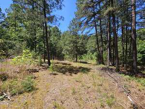 Sunlit forest clearing with sparse grass and low vegetation on the ground, surrounded by tall pine trees under a clear blue sky. Shadows from the trees fall across the clearing.