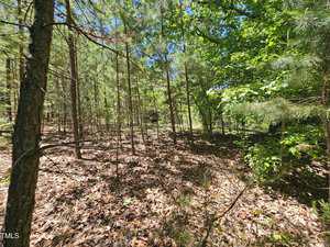 A sunlit forest scene with tall, slender pine trees, green foliage, and a ground covered in dry brown leaves. Bright sunlight filters through the tree canopy, casting shadows on the forest floor.