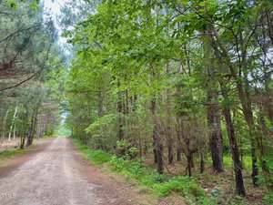 A dirt road runs alongside dense green forest with tall trees on both sides. The scene is bright with natural daylight filtering through the leaves.