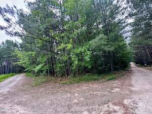 A dirt road forks into two paths surrounded by tall green trees and dense forest under a cloudy sky. The ground is covered in gravel and grass lines the edge of the trees.