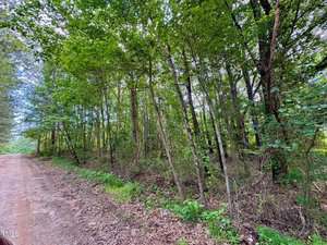 A dirt road runs along the edge of a dense forest with tall trees and green foliage. Leaves and underbrush cover the ground. The scene appears quiet and natural, with a mix of sunlight and shade.