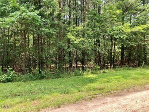A dirt road runs alongside a grassy strip and a dense forest of tall, leafy green trees, with sunlight filtering through the branches.
