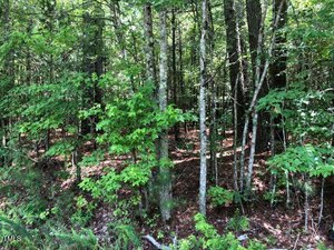 A dense forest with a mix of young and mature trees, green leaves, and a ground covered in brown pine needles and fallen leaves. Sunlight filters through the canopy, creating light and shadow patterns.