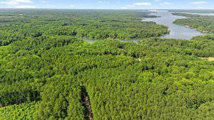 Aerial view of a dense, green forest with a winding dirt road and a large body of water bordered by trees in the background under a partly cloudy sky.