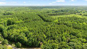 Aerial view of a dense, green forest with a mix of pine and deciduous trees, divided by a small dirt road in the foreground, and rolling, wooded hills extending into the distance under a partly cloudy sky.