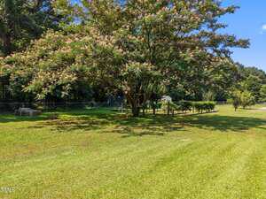 A large, leafy tree with pink flowers stands in a grassy backyard. A treehouse is built in its branches. There is a fenced area, a trampoline, and a small shed in the background under a clear blue sky.