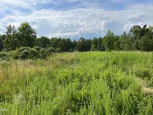 A grassy, overgrown field with various green shrubs and weeds, bordered by dense trees under a sky with scattered clouds. Sunlight highlights the vegetation in the foreground.