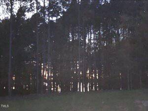 A grove of tall, thin trees with visible trunks is shown at dusk or dawn. Faint light is visible through the trees, and a grassy area is in the foreground.