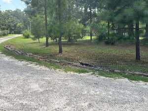 A gravel road runs alongside a grassy area with several pine trees. A border of logs separates the road from the grass and trees. The background includes more trees and a power line.