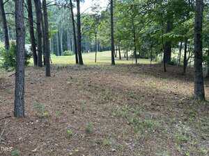 A lightly wooded area with tall trees, sparse undergrowth, and a ground covered in pine needles. In the background, there is an open grassy field bordered by more trees.