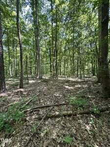 A forest scene with tall trees, green leaves, and scattered sunlight. The ground is covered with dry leaves, branches, and patches of green plants. The area appears quiet and undisturbed.