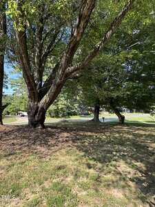 A grassy yard with large, mature trees providing shade. Sunlight filters through the leaves, and a mailbox is visible near a road in the background. There is a house partially visible behind the trees.
