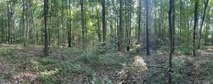 A forest with tall, thin trees spaced apart. The ground is covered in fallen leaves, low green shrubs, and branches. Sunlight filters through the tree canopy, creating patches of light and shadow.