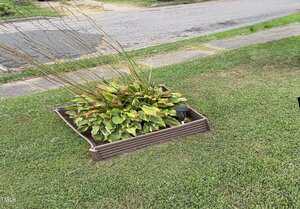 A small raised garden bed with green and yellow hosta plants, bordered by brown edging, sits on a grassy lawn near a sidewalk and street. A black solar garden light is next to the plants.