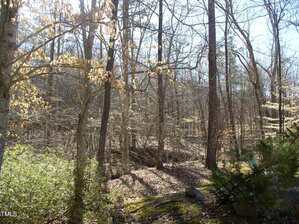 Leafless trees and shrubs in a wooded area with some sunlight filtering through. The ground is covered with dry leaves, and a few green bushes are visible in the foreground. Shadows from the trees are cast on the ground.