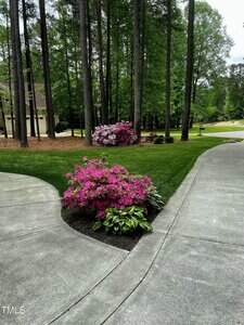 A concrete walkway curves through a well-maintained yard with trimmed green grass, pink flowering bushes, hosta plants, and tall trees in the background near a residential street.