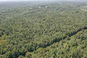 Aerial view of a dense, green forest stretching to the horizon under a hazy sky, with a few small clearings and patches of lighter foliage visible among the trees.