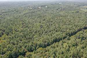 Aerial view of a large, dense forest with trees covering rolling hills. The landscape stretches into the distance with a few clearings visible. The sky is clear and the overall scene is lush and green.