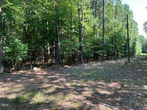A wooded area with tall trees and a mix of sunlight and shade, featuring a grassy and partially cleared patch in the foreground. A utility pole stands on the right side near the edge of the trees.