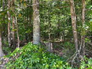A dense forest scene with tall trees, green foliage, and a few tree stumps. Sunlight filters through the canopy, illuminating leaves and plants on the forest floor.