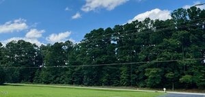A row of tall pine trees lines the edge of a grassy area beside a road, with power lines running across the image and a blue sky with scattered clouds overhead.