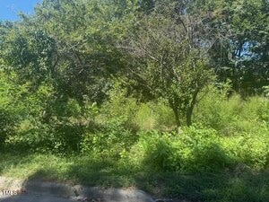A patch of overgrown greenery with trees and dense shrubs next to a curb under sunlight, with more foliage and tall grass visible in the background.