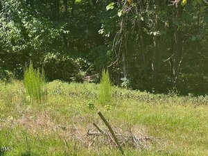 A grassy area with patches of tall weeds in the foreground and dense, leafy trees in the background. Sunlight illuminates the open grassy space, while the wooded area appears shaded.