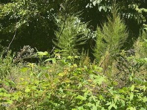 Thick green vegetation and small trees fill the foreground and background under bright sunlight, with leafy branches and dense undergrowth visible throughout the scene.