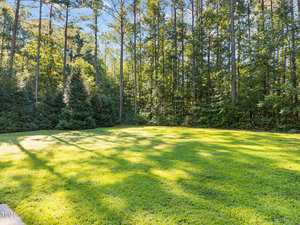 A grassy backyard bordered by tall pine trees and dense woods, with sunlight casting shadows across the lawn on a clear day.