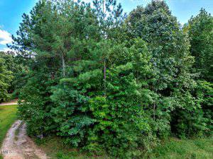 A dense cluster of green trees and shrubs border a dirt road on the left, under a mostly clear blue sky with some clouds visible in the background.