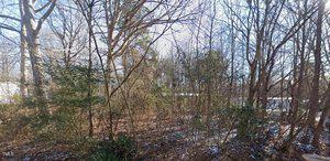 A wooded area with tall trees and dense underbrush, some with bare branches. Patchy snow covers the ground. There is a glimpse of a white structure and a road visible in the background through the trees.