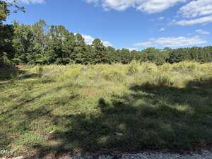 A grassy clearing with scattered wild plants and trees in the background under a blue sky with some clouds. Shadows from nearby trees are visible on the ground.