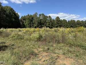 A grassy field with scattered yellow wildflowers, bordered by dense green trees under a blue sky with scattered clouds. Patches of dry soil are visible in the foreground.