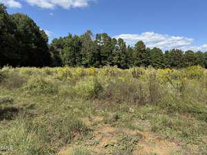 Open field with tall grasses and yellow wildflowers under a blue sky with scattered clouds; dense trees form the tree line in the background.