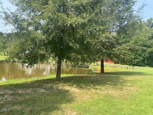 Two large trees stand on a grassy area beside a pond. The pond is bordered by rocks, and a red structure is partially visible in the background among more trees. The sky is clear and sunny.