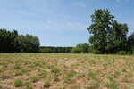 A grassy field with patches of dry grass under a blue sky stretches near 004 Keeton Road. Trees border the field in the background, including a few large bullock grazing by the big trees on the right. The weather appears clear and sunny.