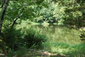 A small pond surrounded by green trees and shrubs, with calm water reflecting the foliage; sunlight filters through the branches, creating a peaceful, natural scene.