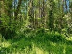 Dense wooded area with tall trees, thick green undergrowth, and sunlight filtering through the foliage near 00 Young Avenue, Henderson. Power lines are visible running above the vegetation.
