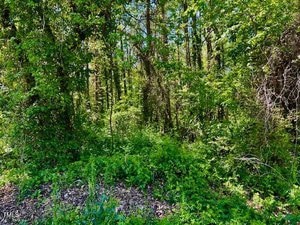 Dense wooded area with various green trees, shrubs, and vines. Sunlight filters through the leaves, casting mottled shadows on the ground covered in foliage and undergrowth. No clear path is visible.