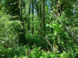 Dense forest area with tall trees covered in green vines and thick underbrush. Sunlight filters through the foliage, casting light and shadows on the leafy ground. Some leaning branches are visible.