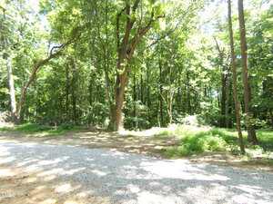A gravel path runs alongside a wooded area with tall trees and dense green foliage on a sunny day. Sunlight filters through the leaves, casting dappled shadows on the ground.