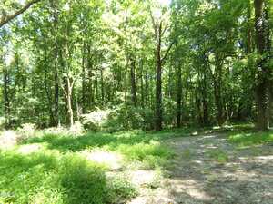 A sunlit forest near 2764 NC 98 Highway W, Louisburg, with tall green trees and dense undergrowth. A grassy patch and a dirt clearing are visible in the foreground, while dappled sunlight filters through the lush foliage.