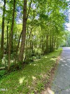 A paved road runs alongside a grassy, wooded area filled with tall trees and dense green foliage in bright daylight. The sky is mostly obscured by the leafy canopy.