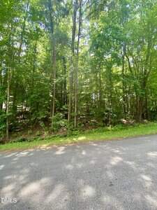 A paved road runs alongside a densely wooded area with tall trees and lush green foliage. Sunlight filters through the leaves, creating dappled shadows on the road and ground.