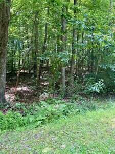 A wooded area with tall trees, dense green foliage, and a ground covered in leaves and plants. Sunlight filters through the branches, and a grassy patch runs along the front edge of the forested scene.